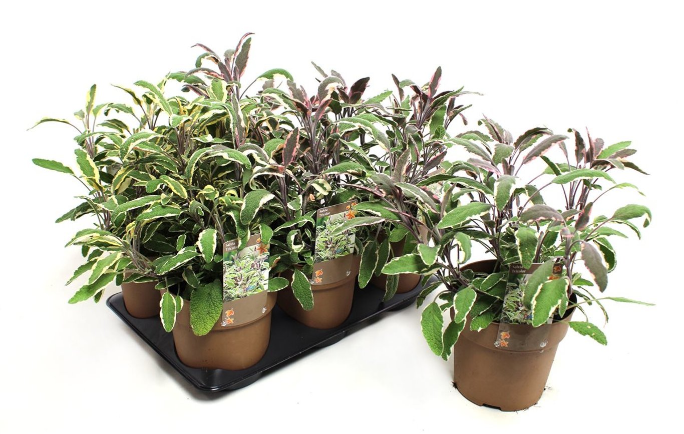 Salvia off. 'Tricolor' - C1,5